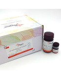 MTT细胞增殖及细胞毒性检测试剂盒<br/>MTT Cell Proliferation and Cytotoxicity Assay Kit