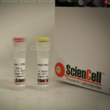 MTT Cell Viability & Proliferation Assay